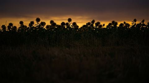 Sunflowers silhouetted