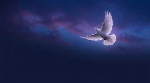 White dove in flight