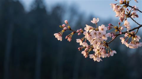 Cherry blossoms at dawn